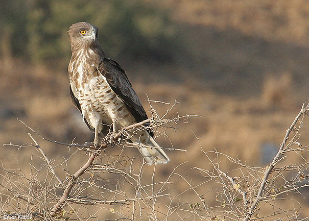  חיוויאי הנחשים Short Toed Eagle  Circaetus gallicus          נחל סמק,רמת הגולן,ספטמבר 2008,צלם:ליאור כסלו